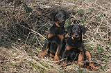 BEAUCERON - PUPPIES 394